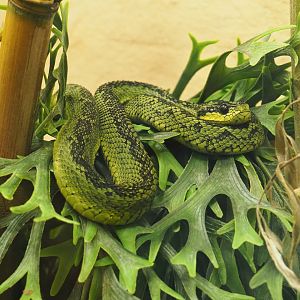 Great Lakes bush viper (Atheris nitschei), 2021-06-12