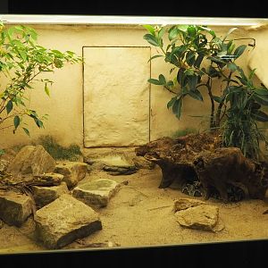 Rhinoceros viper terrarium, 2021-06-12