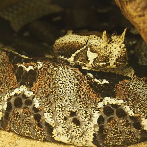 Rhinoceros viper (Bitis nasicornis), 2021-06-12