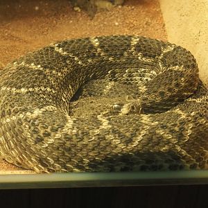 Western diamondback rattlesnake (Crotalus atrox), 2021-06-12