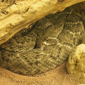 Western diamondback rattlesnake (Crotalus atrox), 2021-06-12
