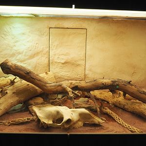 Western diamondback rattlesnake terrarium, 2021-06-12