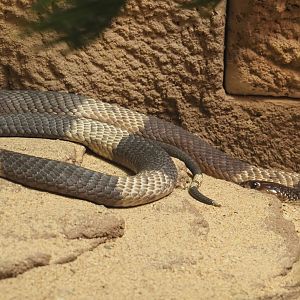 Snouted cobra (Naja annulifera), 2021-06-12