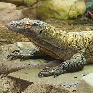 Komodo dragon (Varanus komodoensis), 2021-06-12