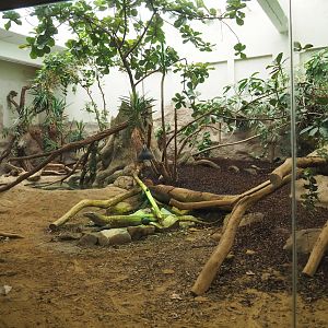 Komodo dragon exhibit, 2021-06-12