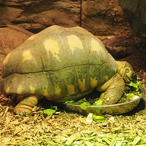 Radiated tortoise (Astrochelys radiata), 2021-06-12