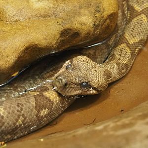 Malagasy tree boa (Sanzinia madagascariensis), 2021-06-12