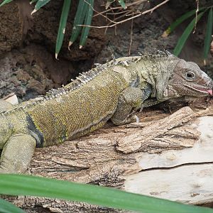 Green iguana (Iguana iguana), 2021-06-12