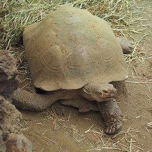 African spurred tortoise (Centrochelys sulcata), 2021-06-12