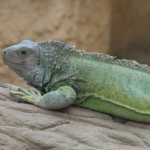Green iguana (Iguana iguana), 2021-06-12