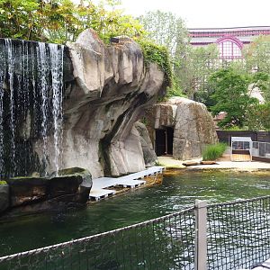 Temporary California sea lion exhibit (Historical seal exhibit, normally home to harbor seals), 2021-06-12