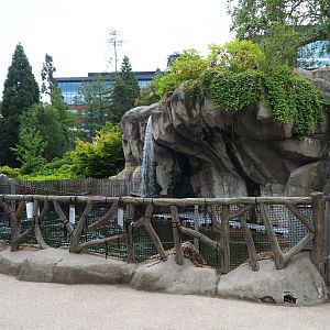 Temporary California sea lion exhibit (Historical seal exhibit, normally home to harbor seals), 2021-06-12