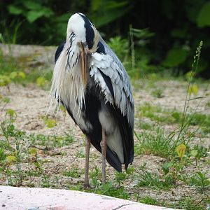 Wild Grey heron (Ardea cinerea), 2021-06-12