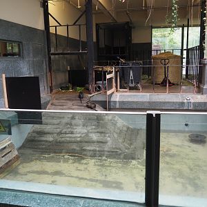 Temporary nutria exhibit in the hippopotamus house, 2021-06-12
