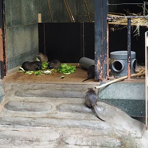 Temporary nutria exhibit in the hippopotamus house, 2021-06-12
