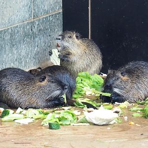 Nutrias (Myocastor coypus), 2021-06-12
