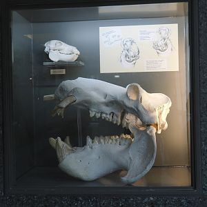 Display with hippopotamus skulls in the hippopotamus house, 2021-06-12