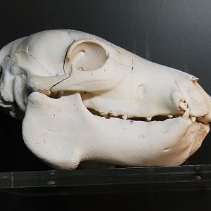 Skull of a newborn hippopotamus (Hippopotamus amphibius), 2021-06-12
