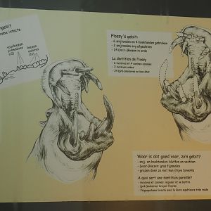Diagram of hippopotamus dentition, 2021-06-12