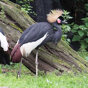 Western black crowned crane (Balearica pavonina pavonina), 2021-06-12