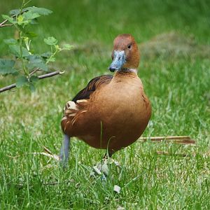 Fulvous whistling duck (Dendrocygna bicolor), 2021-06-12