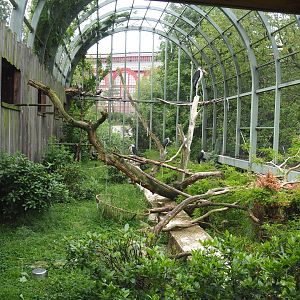 Upper level of the Marabou/vulture aviary, on the roof of the hippopotamus house, 2021-06-12