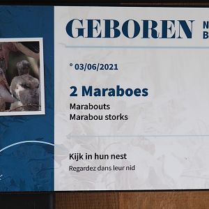 Birth sign marabous, 2021-06-12