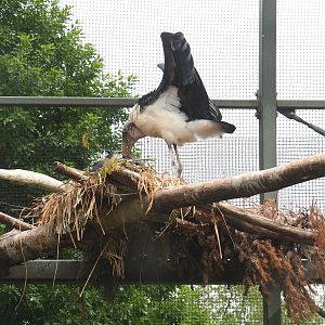 Marabou nest, 2021-06-12