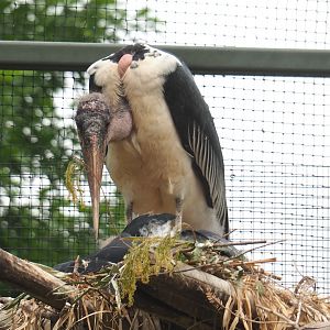 Marabou (Leptoptilos crumenifer) on nest, 2021-06-12