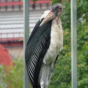 Marabou (Leptoptilos crumenifer), 2021-06-12