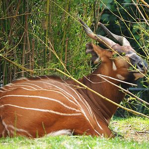 Mountain bongo (Tragelaphus eurycerus isaaci), 2021-06-12