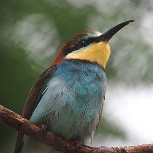 European bee-eater (Merops apiaster), 2021-06-12