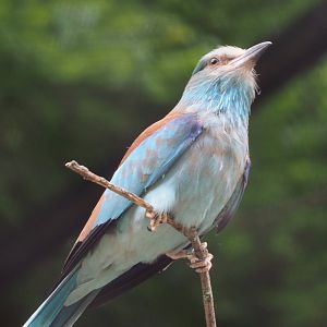 European roller (Coracias garrulus), 2021-06-12