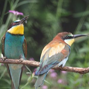 European bee-eaters (Merops apiaster), 2021-06-12