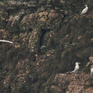 Black-browed Albatross at RSPB Bempton Cliffs, 31st July 2021
