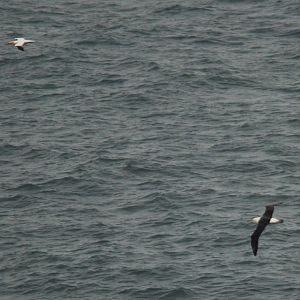 Black-browed Albatross at RSPB Bempton Cliffs, 31st July 2021