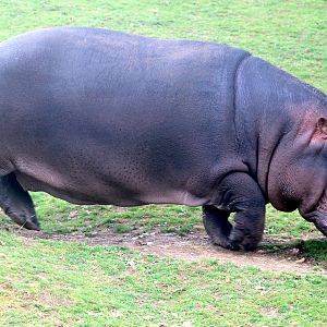 Hippopotamus; Whipsnade; 31st July 2021
