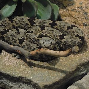 Banded rock rattlesnake