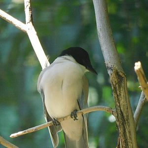 Azure winged magpie