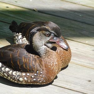 Spotted whistling duck