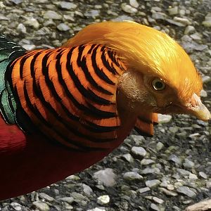 Golden pheasant