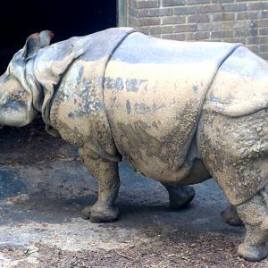 Indian rhinoceros Whipsnade; 31st July 2021