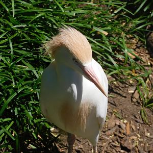 Cattle egret