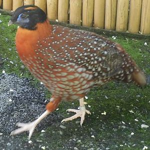 Temminck's tragopan