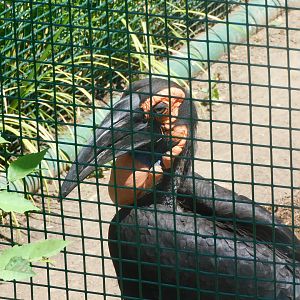 Southern ground hornbill