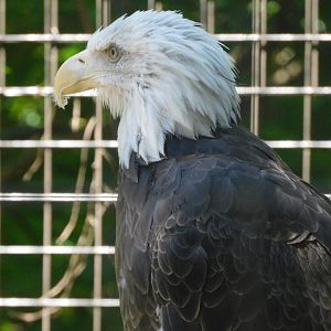 Bald eagle