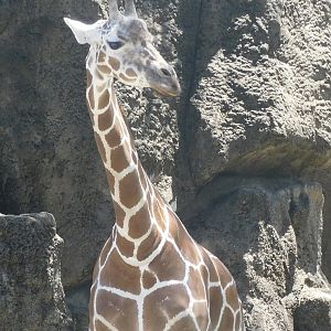 Giraffe