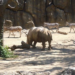 Rhino and zebras