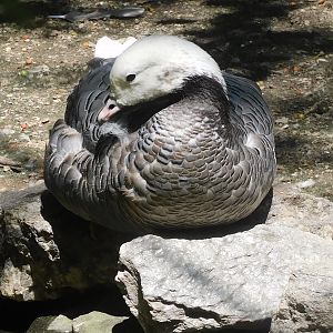 Emperor goose