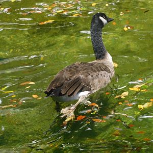 Canada goose